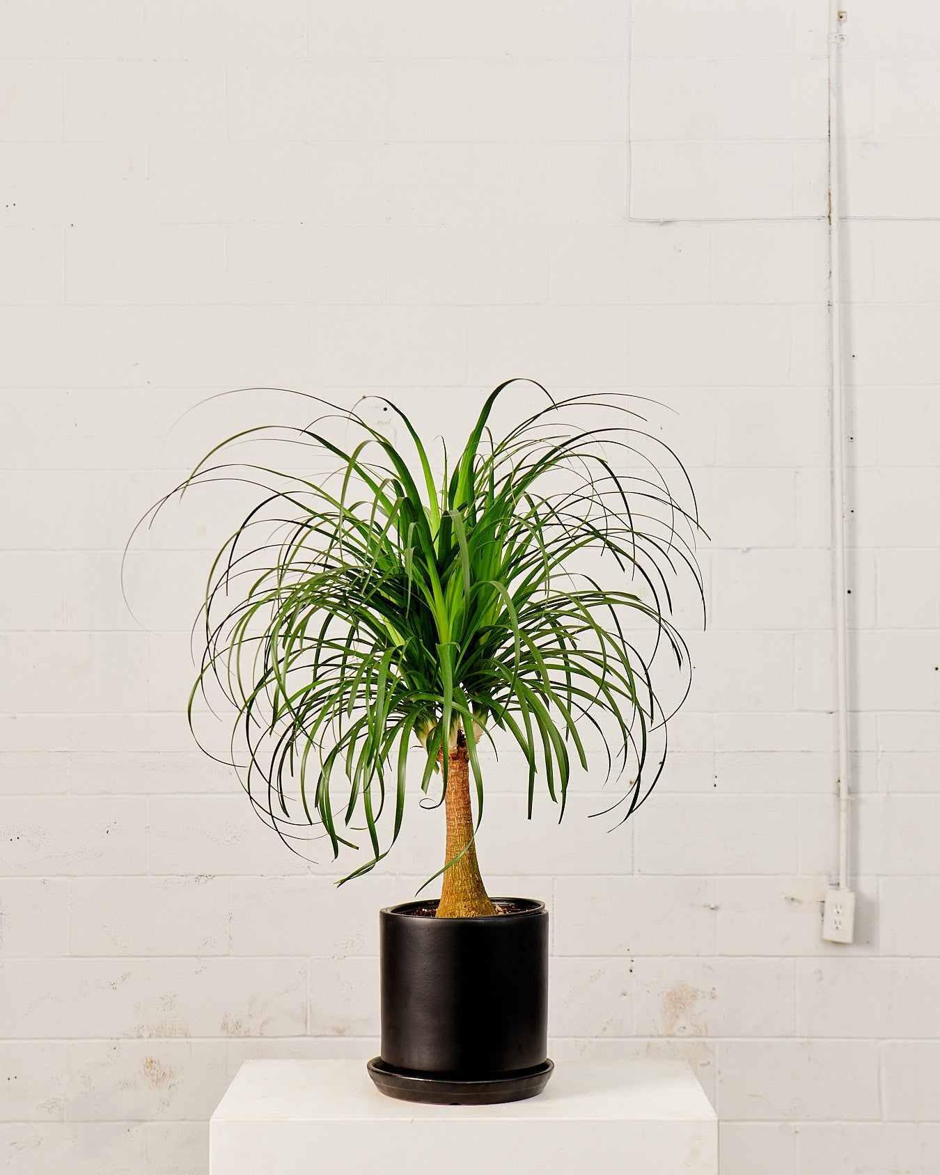 Ponytail Palm: Beaucarnea recurvata - 8 inch pot - 2 foot tall