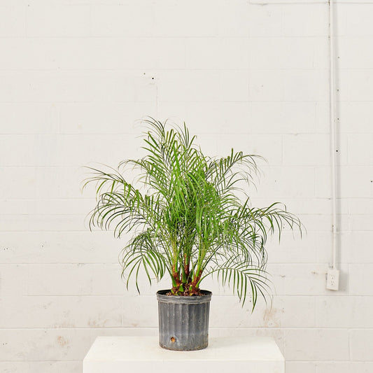 Date Palm: Phoenix roebelenii - 10 inch pot - 3-4 foot tall