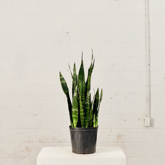 Black Coral Snake Plant: Sansevieria trifasciata - 10 inch pot - 2-3 foot tall