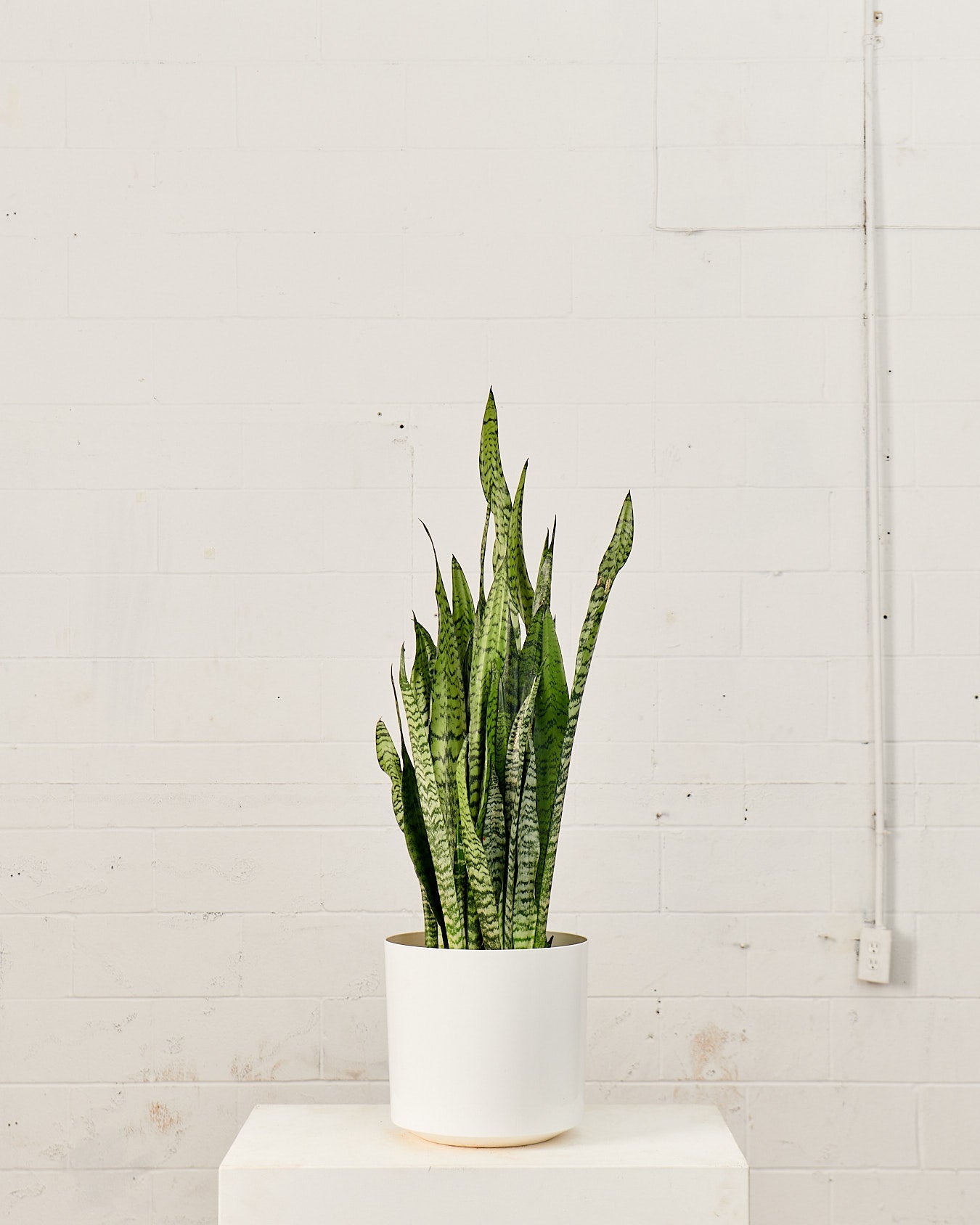 Green Snake Plant: Sansevieria trifasciata 'Zeylanica' - 10 inch pot - 2.5-3 foot tall