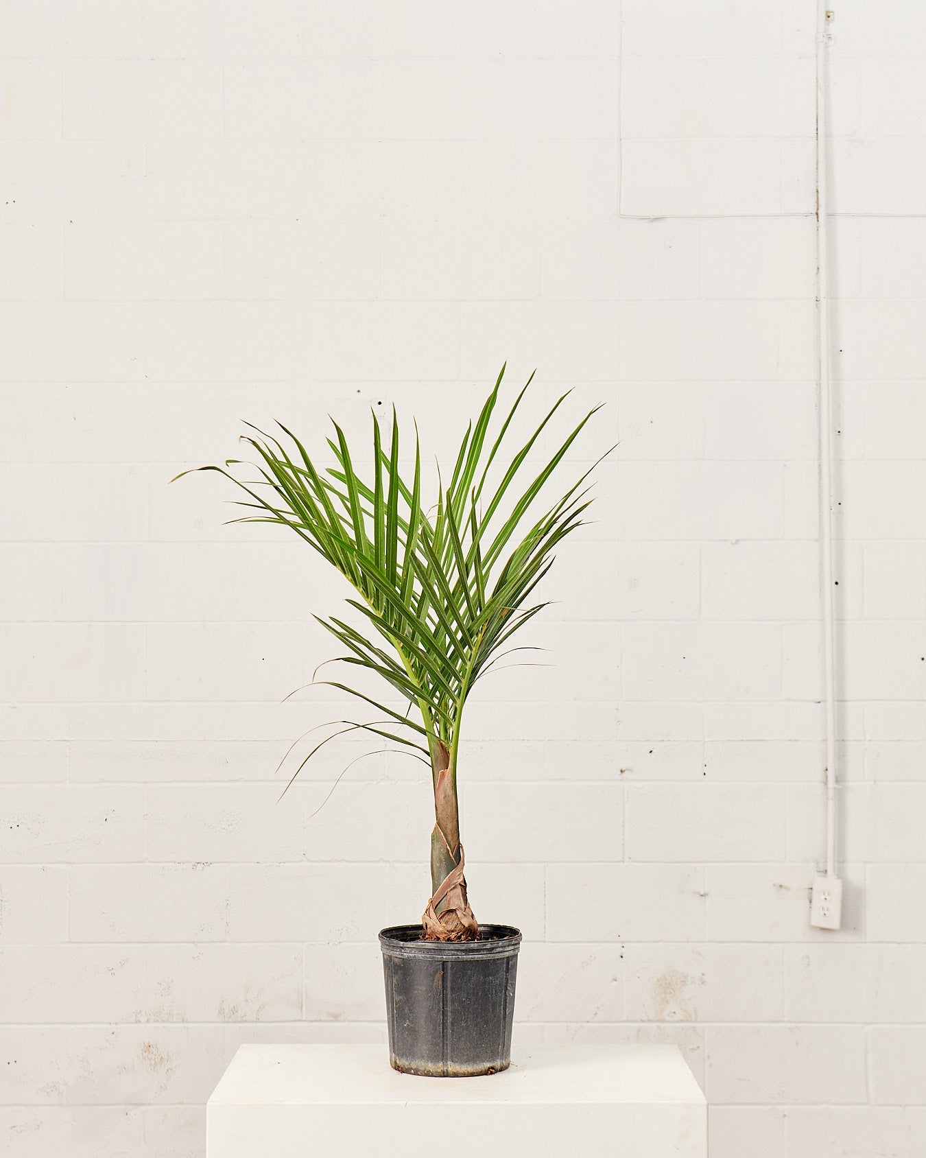 Spindle Palm: Hyophorbe verschaffeltii - 10 inch pot - 3-3.5 foot tall