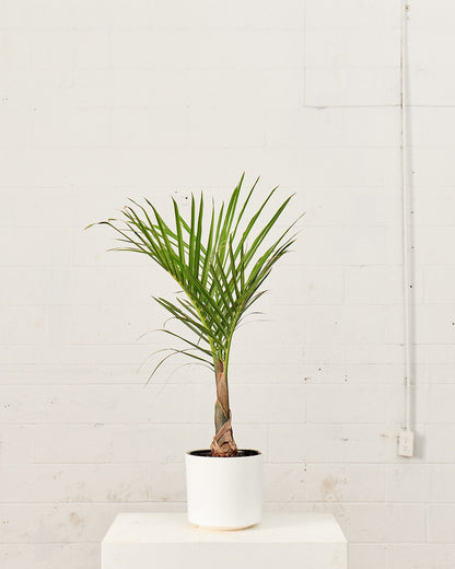 Spindle Palm: Hyophorbe verschaffeltii - 10 inch pot - 3-3.5 foot tall