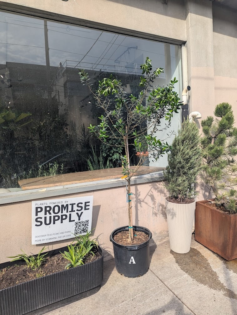 Olive Tree: Olea europaea 'Arbequina' - 18 inch pot - 6-8 foot tall
