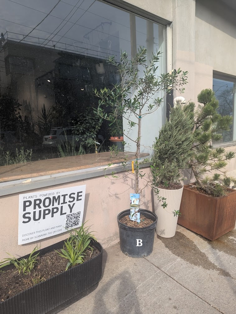 Olive Tree: Olea europaea 'Arbequina' - 18 inch pot - 6-8 foot tall