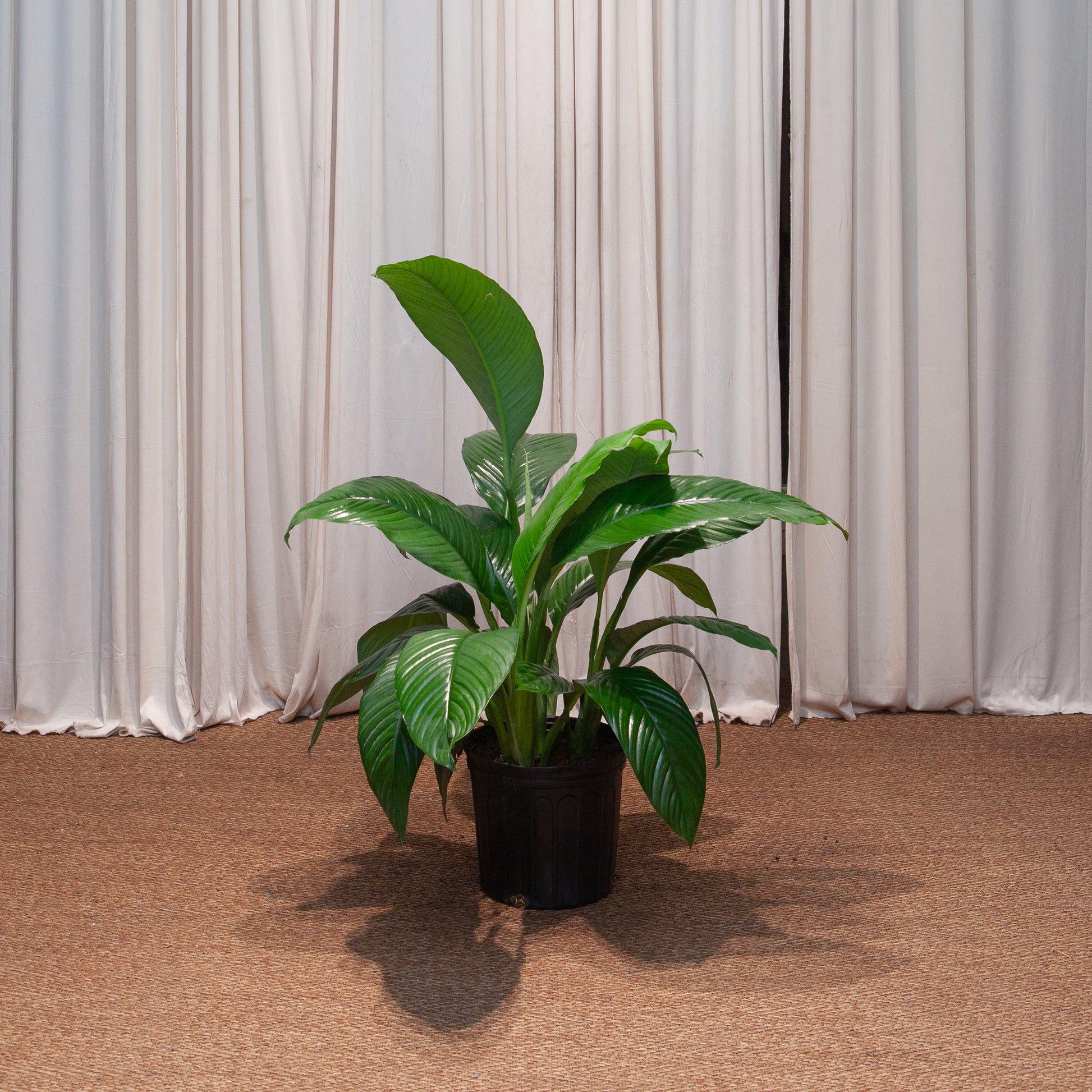difference between peace lily and sensation Sensation Peace Lily: Spathiphyllum - 10" Pot