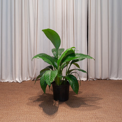 Sensation Peace Lily: Spathiphyllum - 10 inch pot - 2-3 foot tall