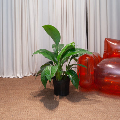 red peace lily indoor Sensation Peace Lily: Spathiphyllum - 10" Pot