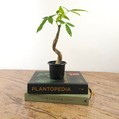 Serpent Money Tree Bonsai: Pachira aquatica - 4 inch pot