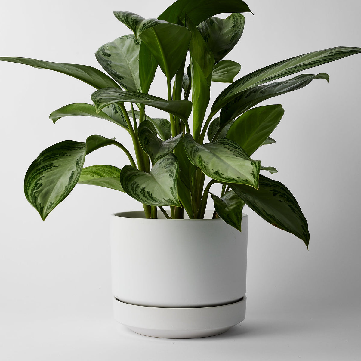 Round Two Ceramic Planter with Drainage and Tray | 8 inch Nursery Pot - White