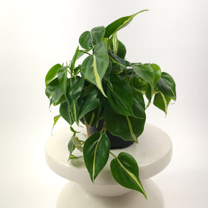 Silver Stripe Heart Leaf: Philodendron hederaceum - 6 inch pot