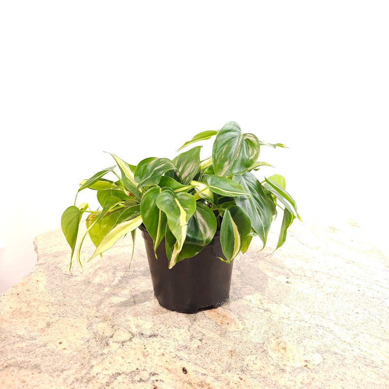 Silver Stripe Heart Leaf: Philodendron hederaceum - 6 inch pot