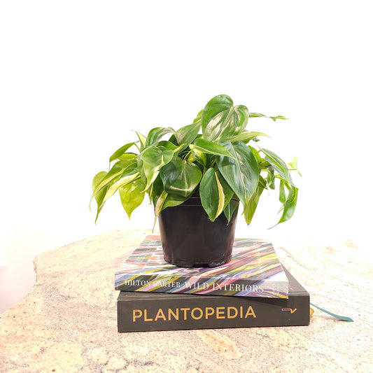 Silver Stripe Heart Leaf: Philodendron hederaceum - 6 inch pot