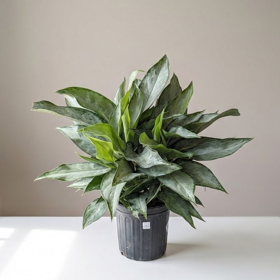 Aglaonema Silverado in 10" Pot — indoor plant for sale by Promise Supply for delivery and pickup in Toronto.