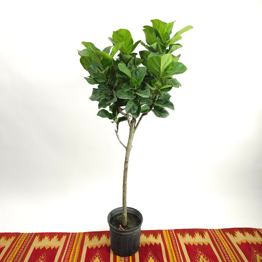 Small Fiddle Leaf Fig Tree: Ficus lyrata 'Bambino' - 10 inch pot - 4-6 foot tall