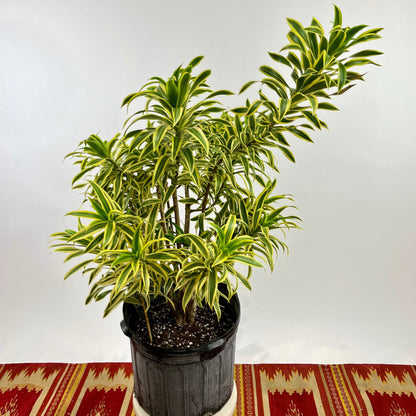 Song of India Bush: Dracaena reflexa - 14 inch pot - 3-4 foot tall