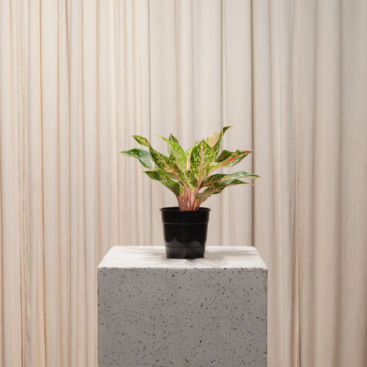 aglaonema star shining Star Shining Chinese Evergreen - 4" Pot