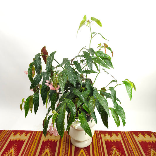 Spotted Begonia: Begonia maculata - 10 inch pot - 3 Foot Tall