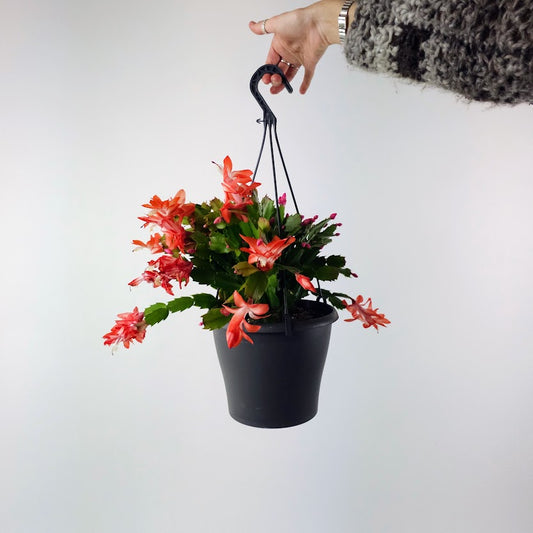 Flowering Holiday Cactus: Schlumbergera - 8 inch hanging pot