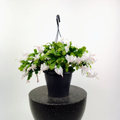 Flowering Holiday Cactus: Schlumbergera - 8 inch hanging pot