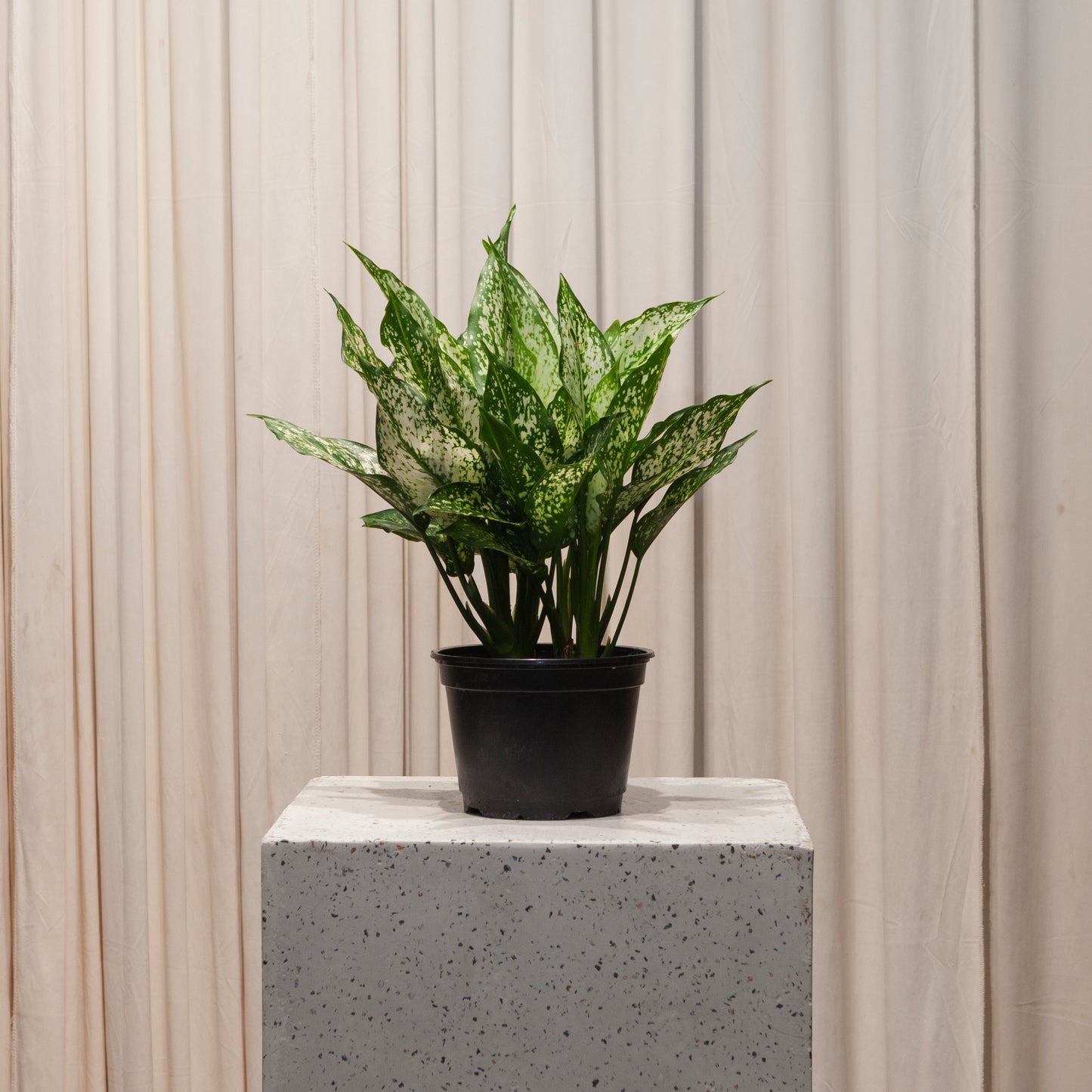aglaonema spring snow flower Spring Snow Chinese Evergreen - 6" Pot