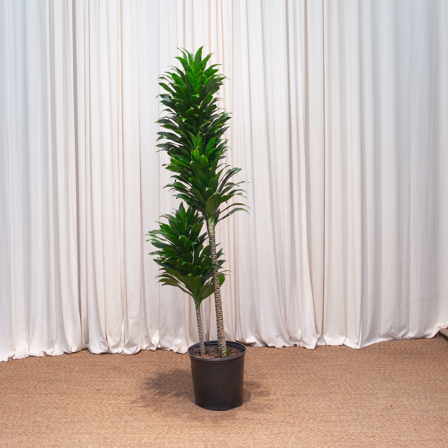 Staggered Janet Craig: Dracaena fragrans 'Compacta' - 10 inch pot - 4-5 foot tall