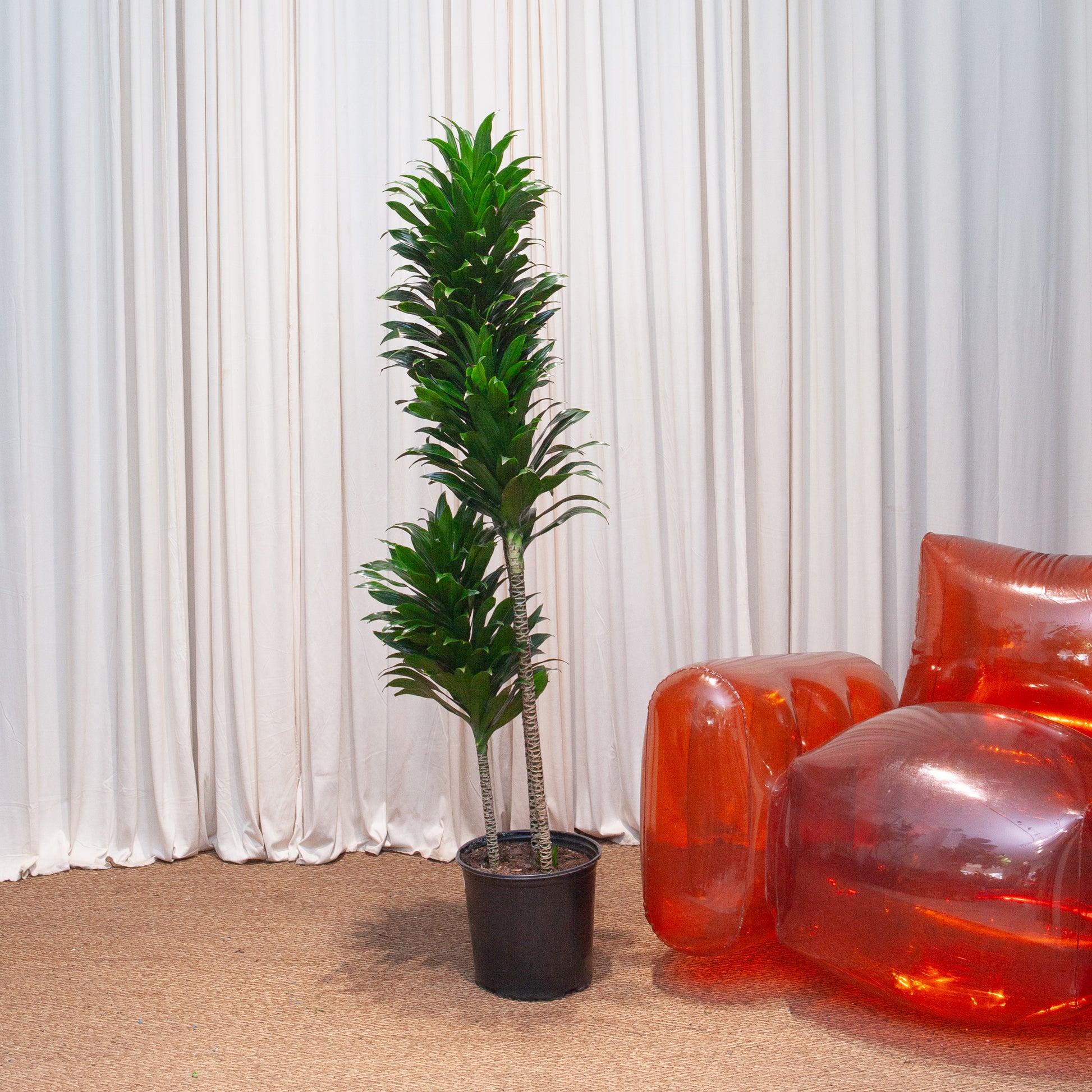 dracaena janet craig for sale Staggered Janet Craig Dracaena - 10" Pot