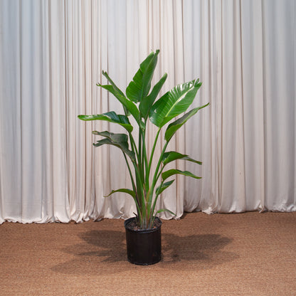 White Bird of Paradise: Strelitzia nicolai - 10 inch pot - 3-6 foot tall