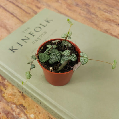 String of Hearts: Ceropegia woodii - 2.5 inch pot