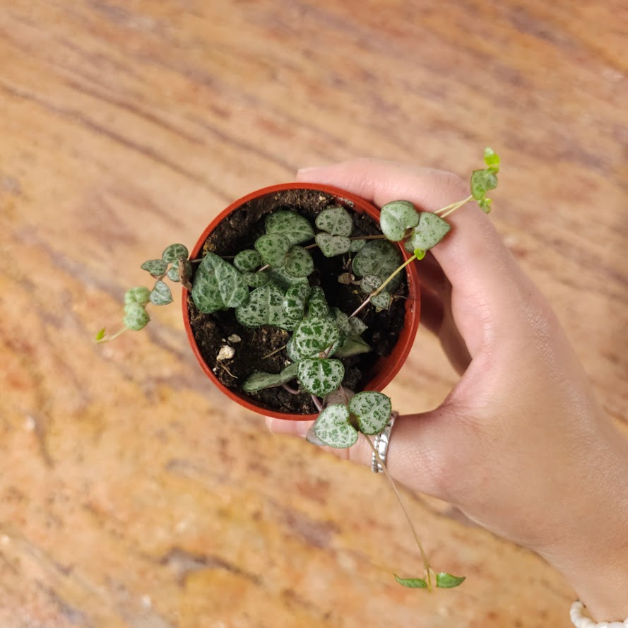 String of Hearts: Ceropegia woodii - 2.5 inch pot