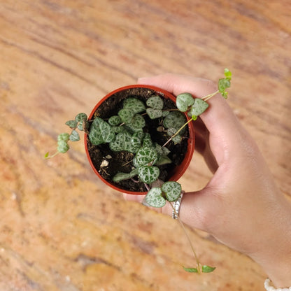 String of Hearts: Ceropegia woodii - 2.5 inch pot
