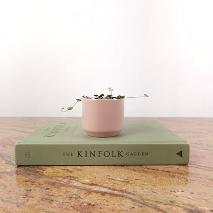String of Hearts: Ceropegia woodii - 2.5 inch pot