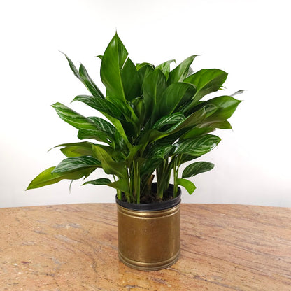 Stripes Chinese Evergreen: Aglaonema - 10 inch pot