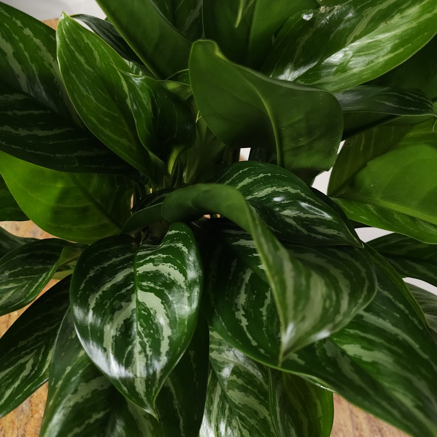 Stripes Chinese Evergreen: Aglaonema - 10 inch pot