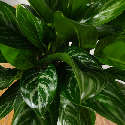 Stripes Chinese Evergreen: Aglaonema - 10 inch pot