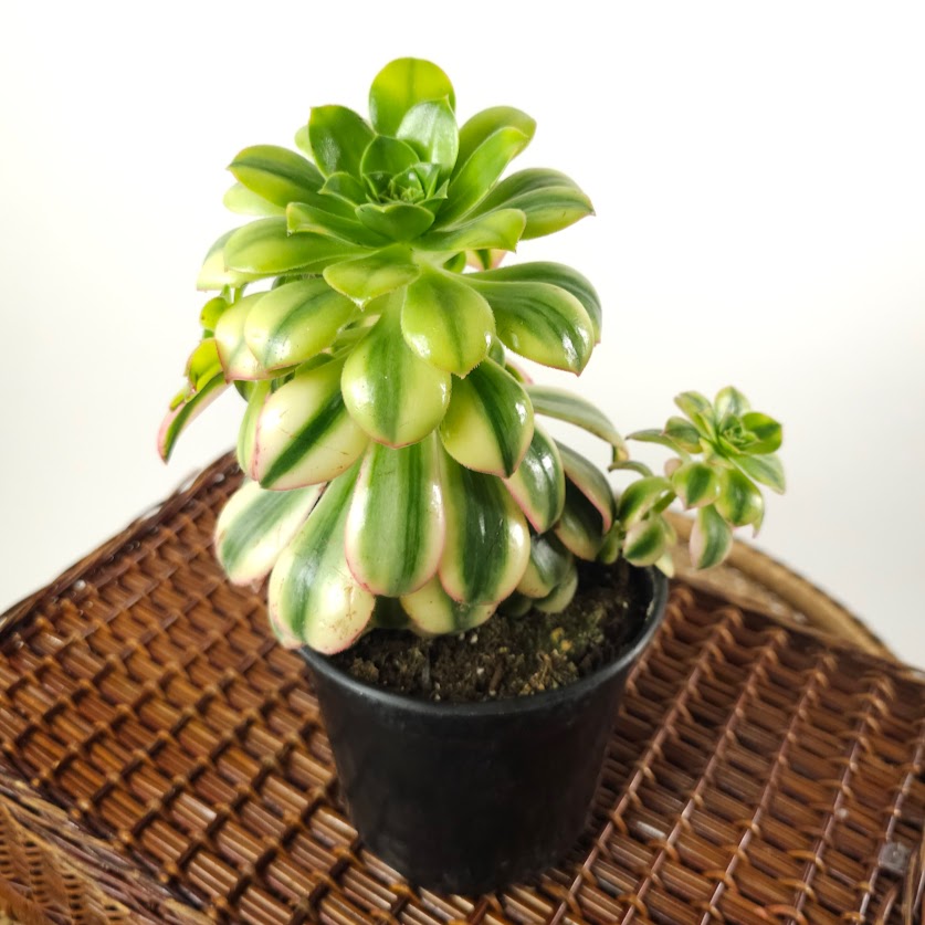 Sunburst: Aeonium - 5 inch pot