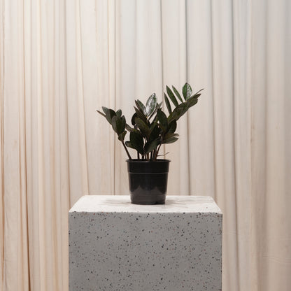 buy zz plant toronto Supernova ZZ Plant: Zamioculcas Zamiifolia - 5" Pot