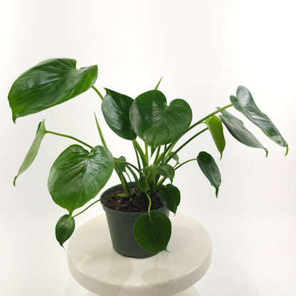 Swiss Cheese Plant: Monstera deliciosa - 6 inch pot