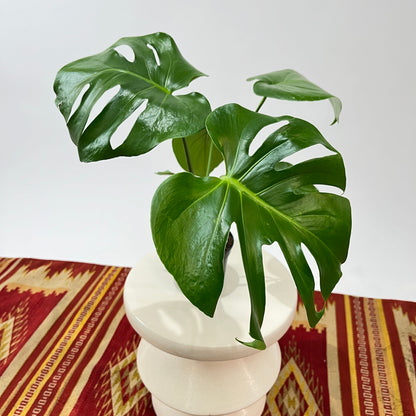 Swiss Cheese Plant: Monstera deliciosa - 5 inch pot