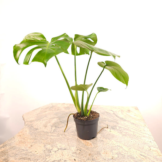 Swiss Cheese Plant: Monstera deliciosa - 5 inch pot