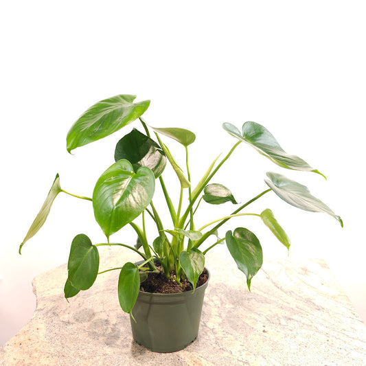 Swiss Cheese Plant: Monstera deliciosa - 6 inch pot