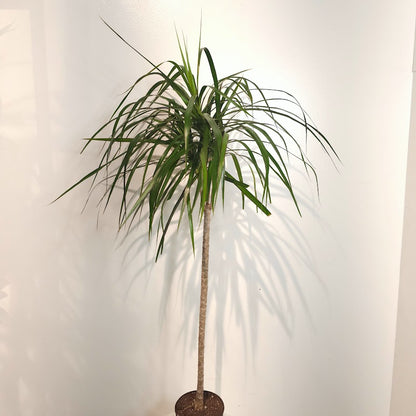 Tall Dragon Tree: Dracaena marginata - 6 inch pot - 4 foot tall