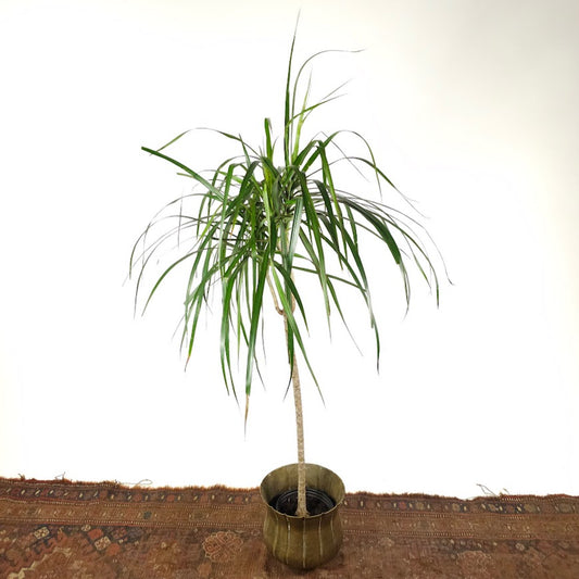 Extra Tall Dragon Tree: Dracaena marginata - 6 inch pot