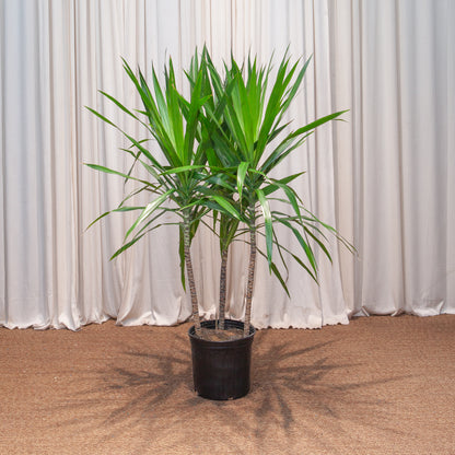 Tarzan Dragon Tree Bush: Dracaena marginata - 10 inch pot - 4-5 foot tall