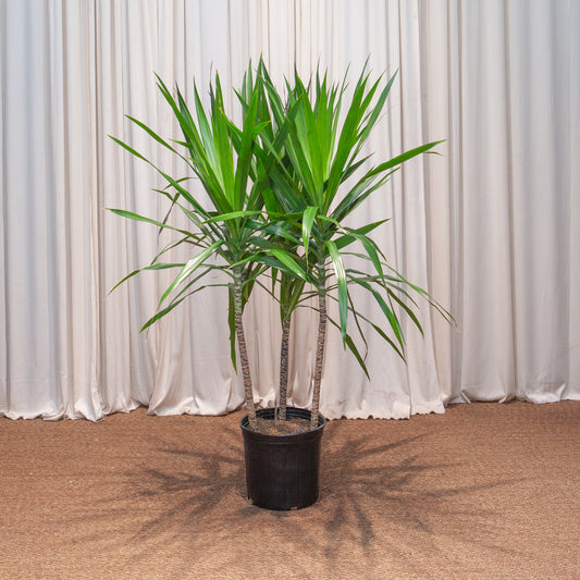 Tarzan Dragon Tree Bush: Dracaena marginata - 10 inch pot - 4-5 foot tall