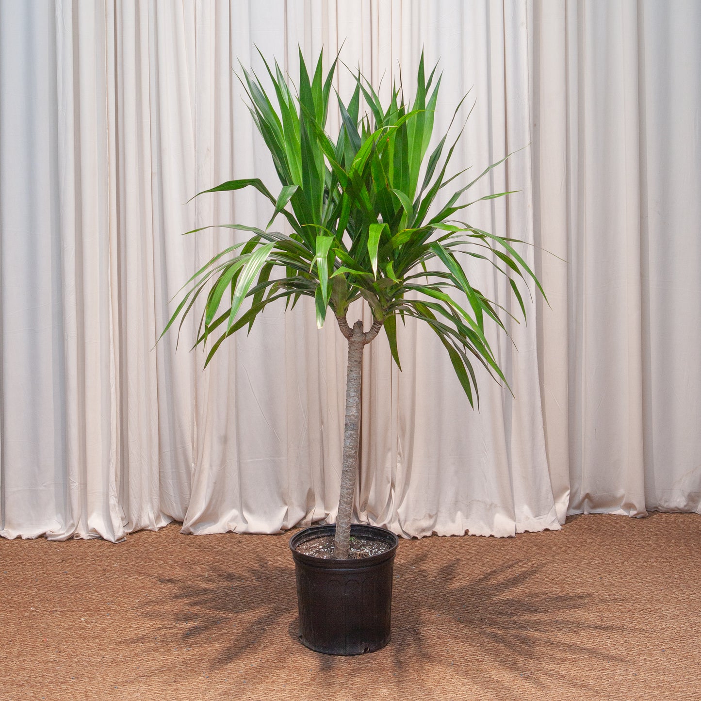 Tarzan Dragon Tree: Dracaena marginata - 10 inch pot - 4.5-5 foot tall