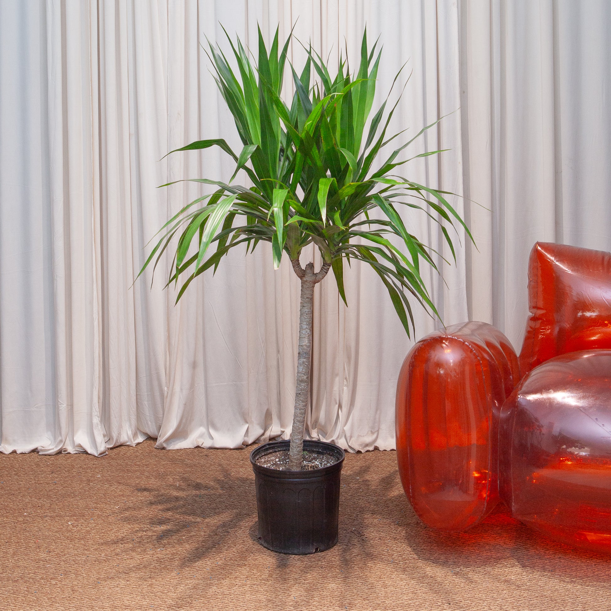 dracaena tarzan tree Tarzan Dragon Tree: Dracaena Marginata - 10" Pot