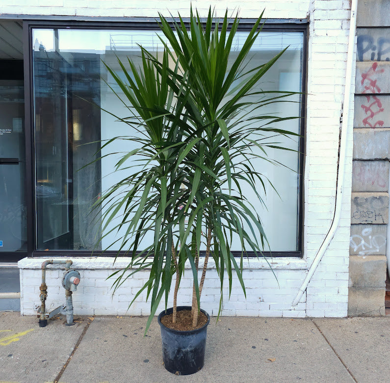 Tarzan Dragon Tree Bush: Dracaena marginata - 14 inch pot - 7-7.5 foot tall