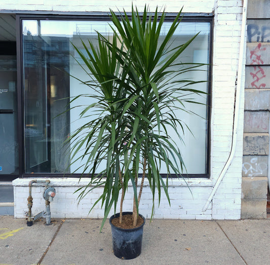 Tarzan Dragon Tree Bush: Dracaena marginata - 14 inch pot - 7 foot tall