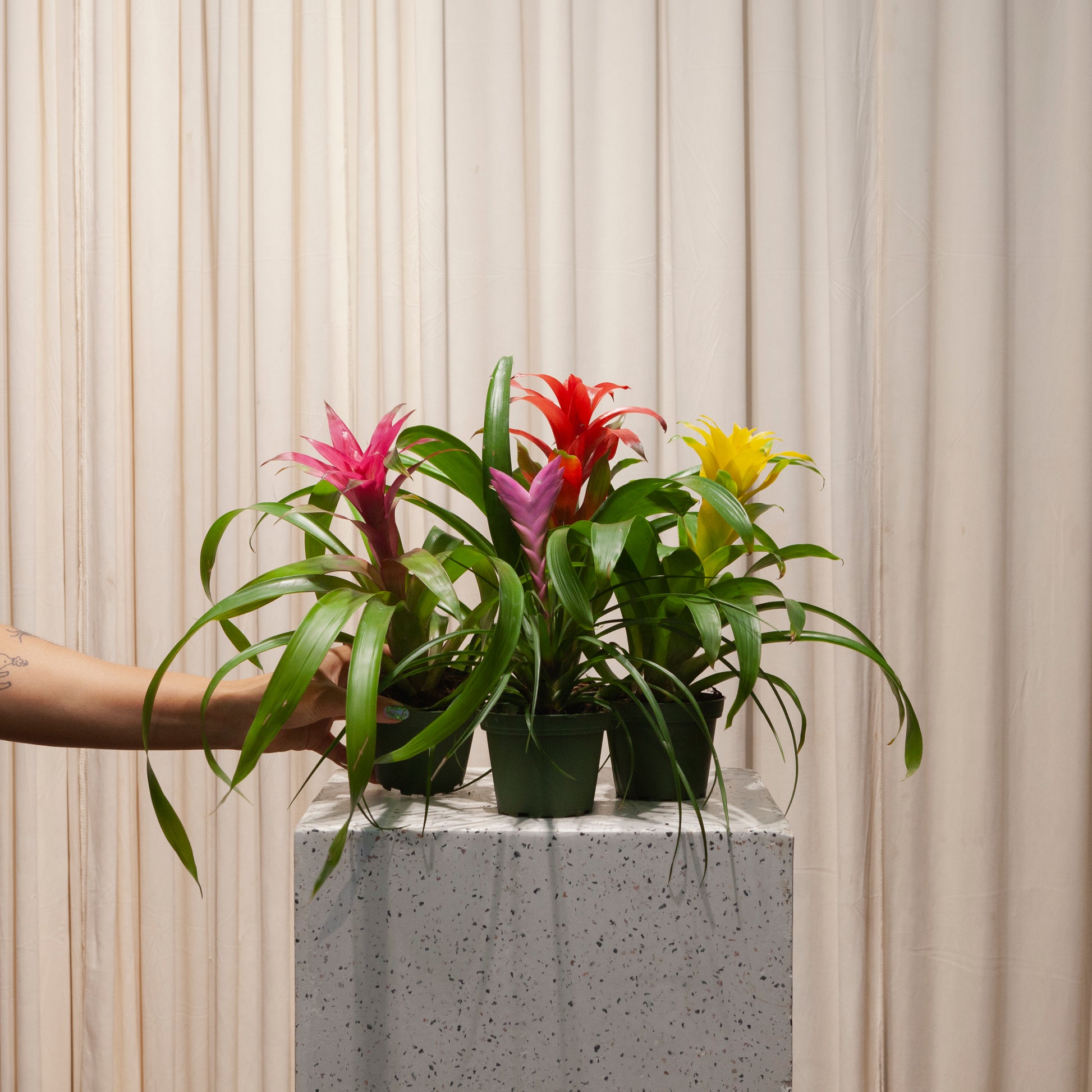 guzmania bromeliad live plant in a 4 inch pot Guzmania: Guzmania - 4" Pot