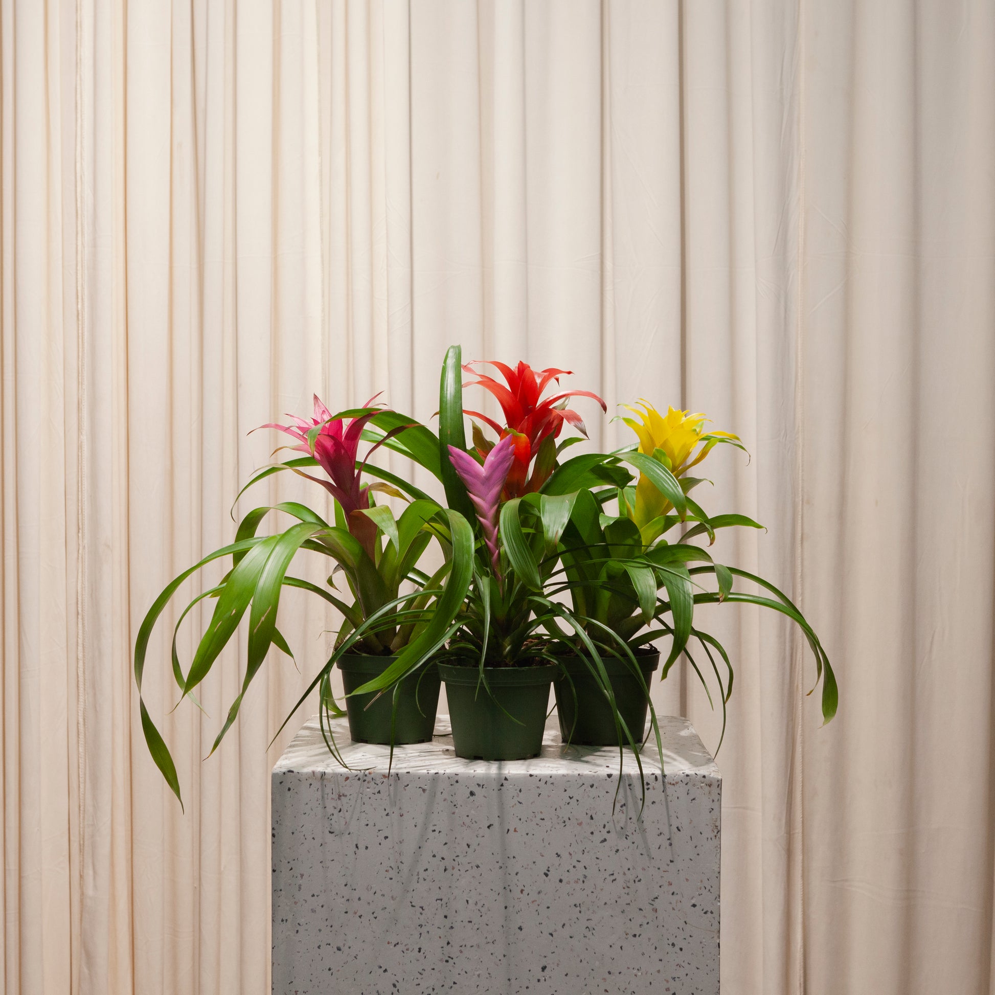guzmania indoor plant Guzmania: Guzmania - 4" Pot